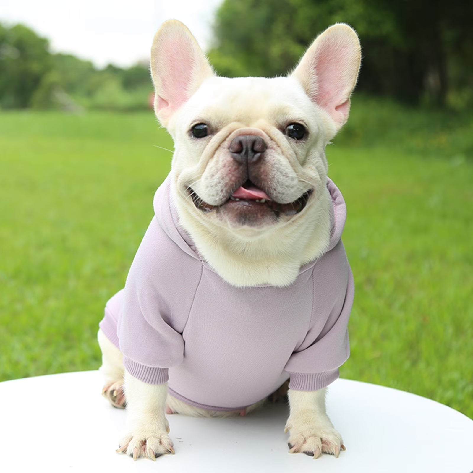 Dog Sweaters for Small Dogs, Dog Hoodie with Pocket - Fall Winter Warm Sweater Puppy Clothes for Small Medium Dogs Boy Girl Dog Clothes Purple